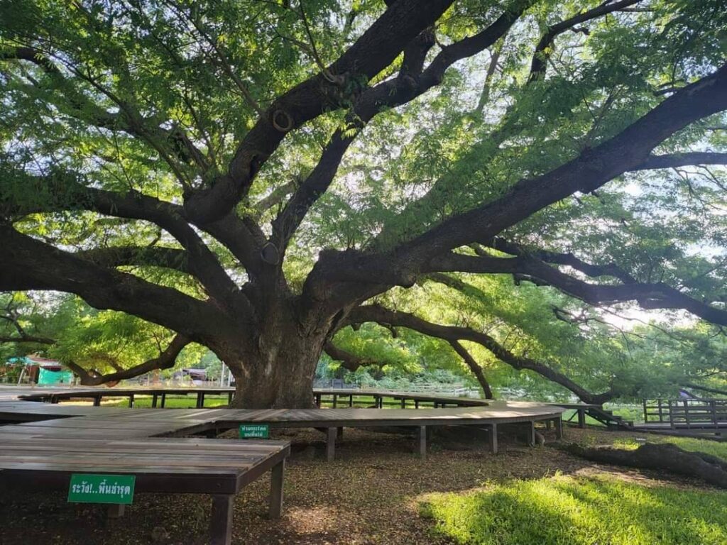 The impressive Giant Tree in Kanchanaburi.